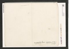 Nitzschia micorcephala Grun. (de-Toni-Nr.: Genus 47, Species 2126) Zeichnungen Sammlung Grunow (NHMW-BOT-W0372239)